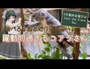 【ローカロリー動画】食べる！寝るだけじゃない！躍動的過ぎるコアラさん【Save The Koara Dsy】