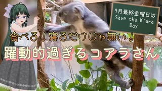 【ローカロリー動画】食べる！寝るだけじゃない！躍動的過ぎるコアラさん【Save The Koara Dsy】