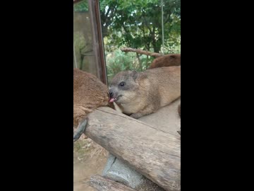 ホモと見るケツを狙う謎の動物