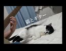 猫とギター　寄せ集め1
