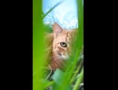 草むらで寝ていた茶トラ猫がモフられに出てきた