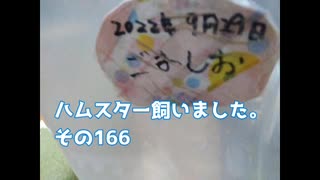 ハムスター飼いました。〜その166〜ごましおちゃんのお誕生日