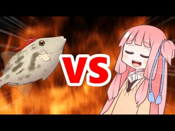 茜ちゃんVSウマヅラハギ