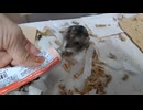 ハムスター飼いました。〜その167〜2024年9月だよ!!体重測定だよ!!
