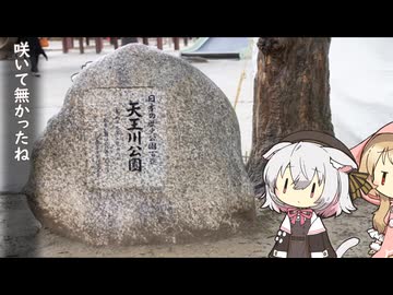 ふら旅ネコ。【小夜/SAYO誕生祭2024】