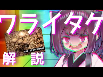 東北きりたんの毒キノコ解説『2つのワライタケと愉快な仲間たち』