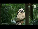 PandapiaLive_2024_09_29