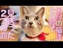 因縁の預かり猫たち、その目で見送った2つの命