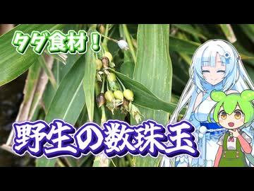 数珠玉を食べるずんだもん