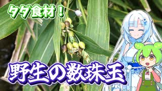 数珠玉を食べるずんだもん