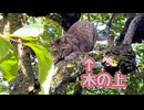 はしゃぎ過ぎたようです