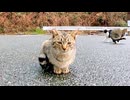 頭を撫でると飛び上がって喜ぶ子猫が可愛過ぎる