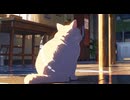 Lo-Fi BGM｜Sounds of a peaceful forest｜穏やかな森の音