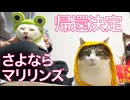 緊急預かりのお姫様猫＆騎士団長猫、帰還決定！