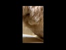 段ボール箱大好き
