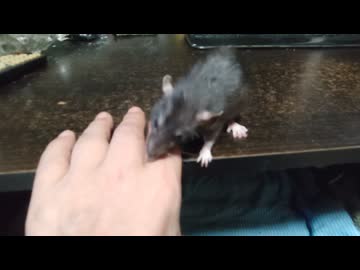 ニコニコラット！ 人気の「ラット」動画 228本 - ニコニコ動画