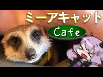 【日帰り旅行祭2024】ミーアキャットカフェで掘り掘りされよう！【VOICEROID旅行】