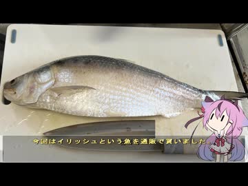 珍食材が食べたい！#196 イリッシュの煮付け