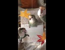 20241001/コザクラインコのチャーちゃん/秋ですねえwww