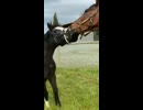 黄金一族と見る仲間を助ける馬【再うp】