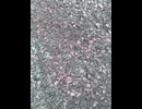 74946000781__990EFBA4-C9B2-405F-8C30-267679F12777