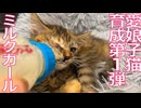 ムギワラ子猫、子育てでミルクガールとなる