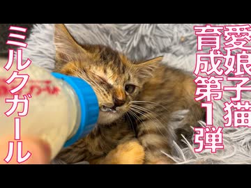 ムギワラ子猫、子育てでミルクガールとなる