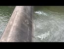 合角ダムの副ダムからの放流？
