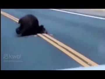 車にはねられた熊を助けたらこうなった