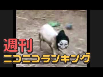 ランキング本編動画