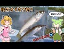 第18回　本流の反転流でオイカワ釣り　こんなはずでは・・・編　【ヤマベ、ハエ釣り】【自作ニードルシステム】【VOICEROIDフィッシング】