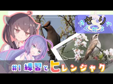 きりたんちょう #1 練習とヒレンジャク 【ウナきり探鳥】