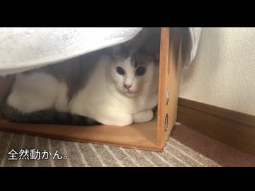 ネコさんと初めての引っ越し