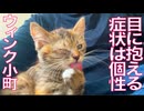 ムギワラ子猫、右目の個性でウィンク娘になる