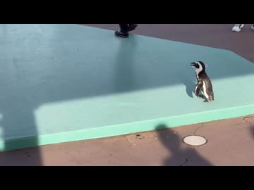 【ローカロリー動画】パレード後の祝賀会【ケープペンギン】