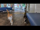 雨の日のフェリー乗り場は猫カフェ?!