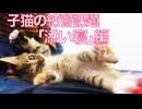 ムギワラ保護子猫、愛猫育成訓練の課題をこなす