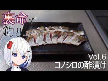 裏命で釣り。Vol.6「コノシロの酢漬け」