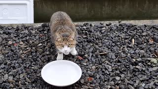 野良猫に餌をあげました