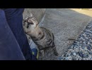 猫島の猫居住区の端にある神社の守り猫、滅多にここまで人が来ないので人を見ると喜んで甘えてくる