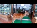 ホモと見る入店拒否されて悲しむ鹿