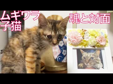 ムギワラ子猫、縁と魂のもとと対面する