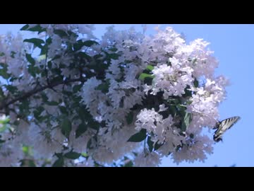 白痴の胡蝶