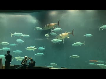 葛西臨海水族園のマグロ