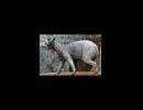 ホモと見る毛が無い動物たち