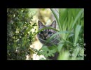 【素材BGM】　隠れたり企んだり「こそこそこっそり？」 【フル×２】