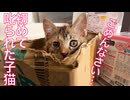 ムギワラ子猫、初めて叱られてしょんぼりする