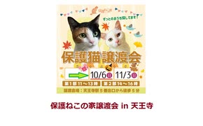 保護ねこの家譲渡会 in 天王寺