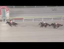2024年9月9日大井競馬7R 武蔵野オープン(OP) リコーシーウルフ