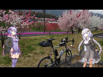 【自転車車載】あかりちゃんを桜のAACRに連れ出しました 26回目